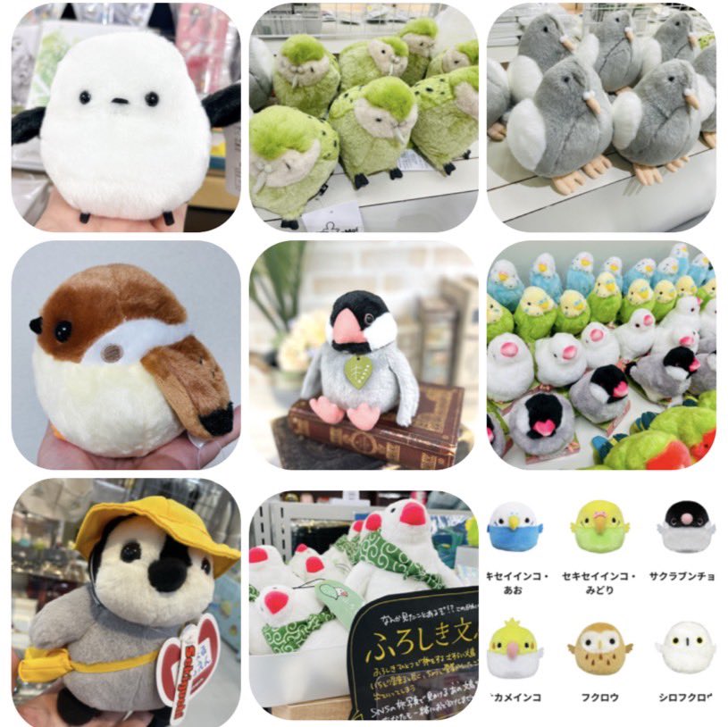 鳥フェス松山 四国初上陸🙌 1月17日(土)11時〜16時 1月18日(日)10時