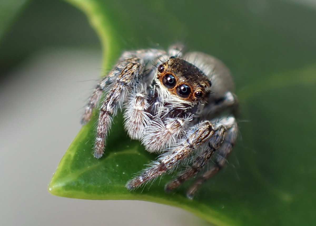 ナノ (@nanoxeno2nd) / Posts / X