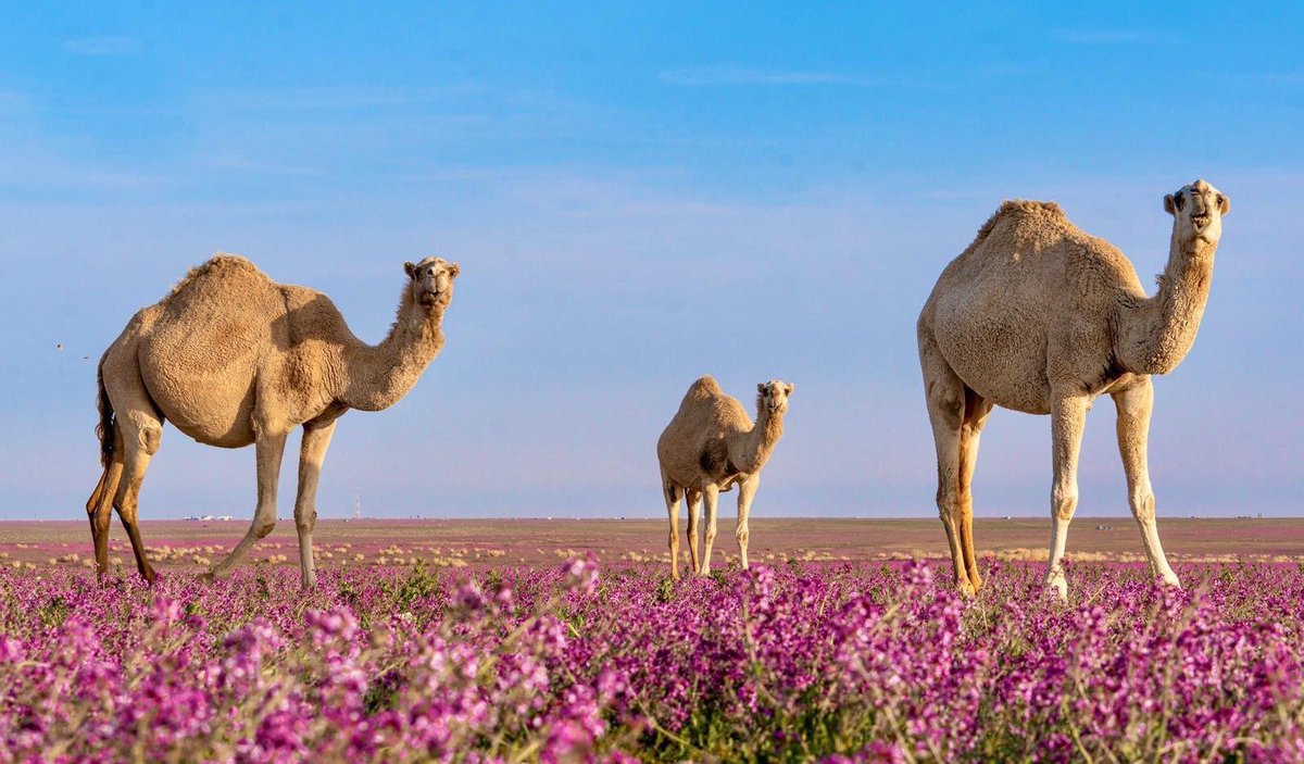 أسماء الإبل من حيث أعمارها:

الحوار:
من الولادة حتى 6 أشهر

المخلول:
من 6 إلى 12 شهرًا

المفرد:
من سنة إلى سنتين

اللقي:
من سنتين إلى 3 سنوات

الحق:
من 3 إلى 4 سنوات

الجذع:
من 4 إلى 5 سنوات

الثني:
من 5 إلى 6 سنوات

الرباع:
من 6 إلى 7 سنوات

السديس:
من 7 إلى 8 سنوات

-