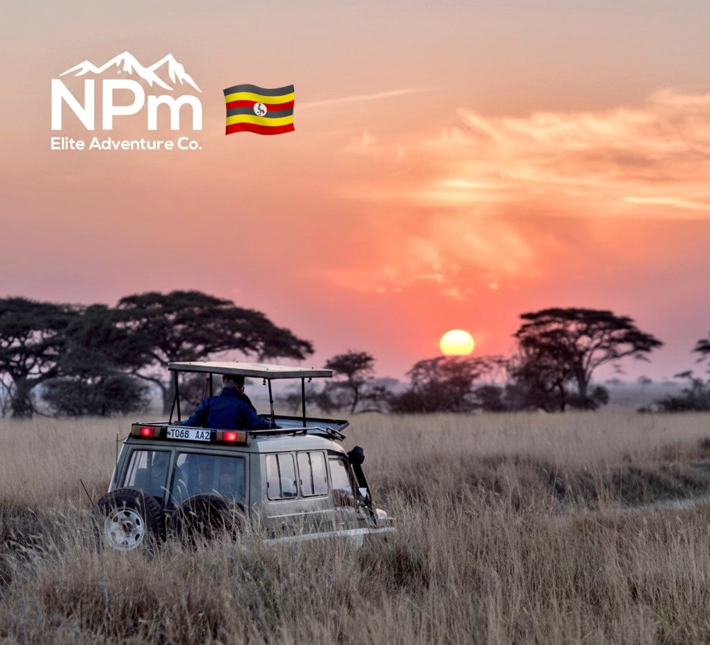 NPmElite's tweet photo. Lost in the wild, found in the moment ๐ณ๐ฆ Join NPm Elite Adventure Co. for unforgettable safaris in Uganda #UgandaSafari #WildlifeLovers #AdventureCo #NPmElite ๐ https://t.co/xbC18OI7aF