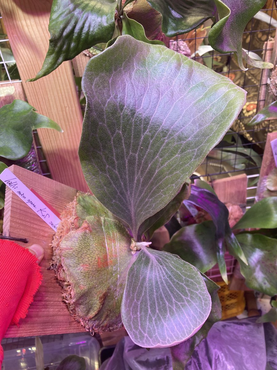 大きくなると白筋が出てきますよって言ったけど信じもらえなかったKS
#ヒリー狂会
#ととスポ