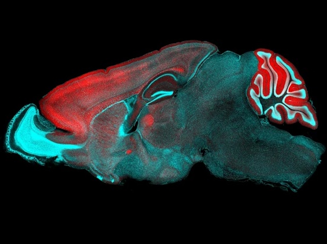 Biomedical Picture of the Day BPoD tweet media