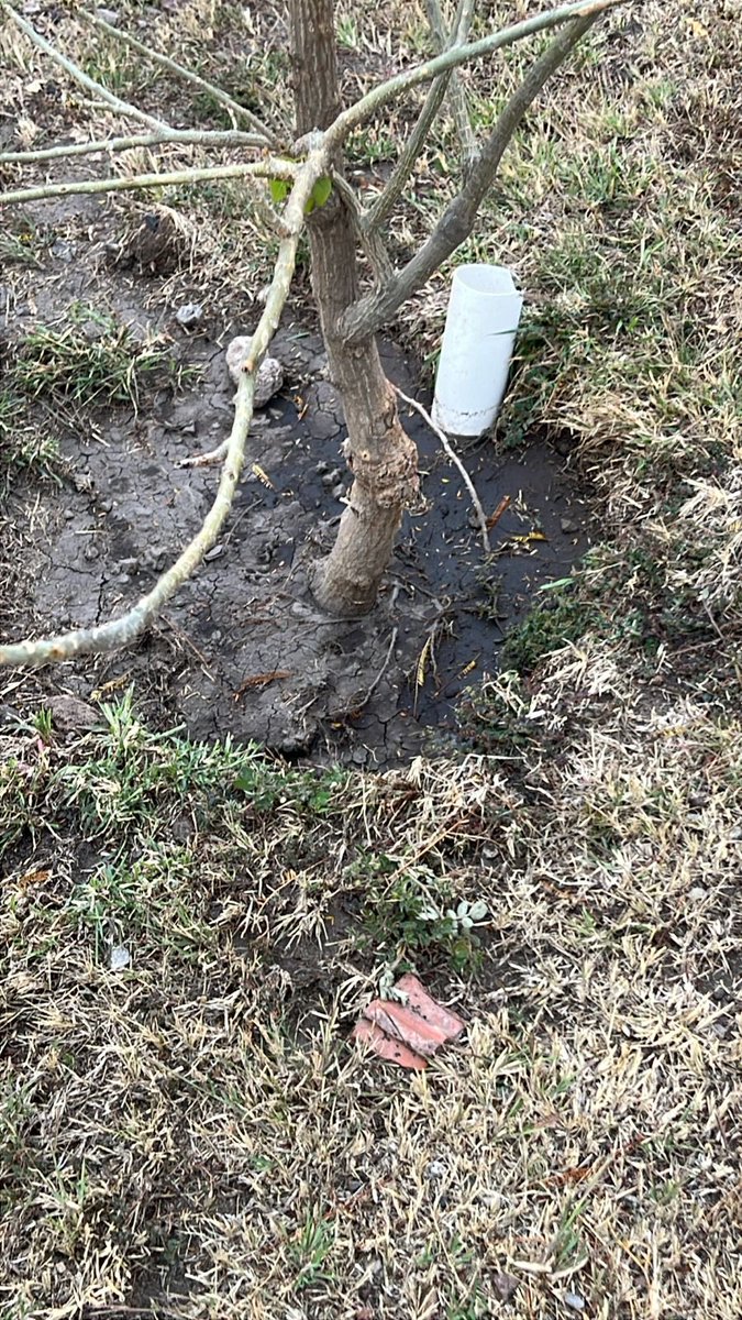 FURA, A.C. 🇲🇽 tweet media