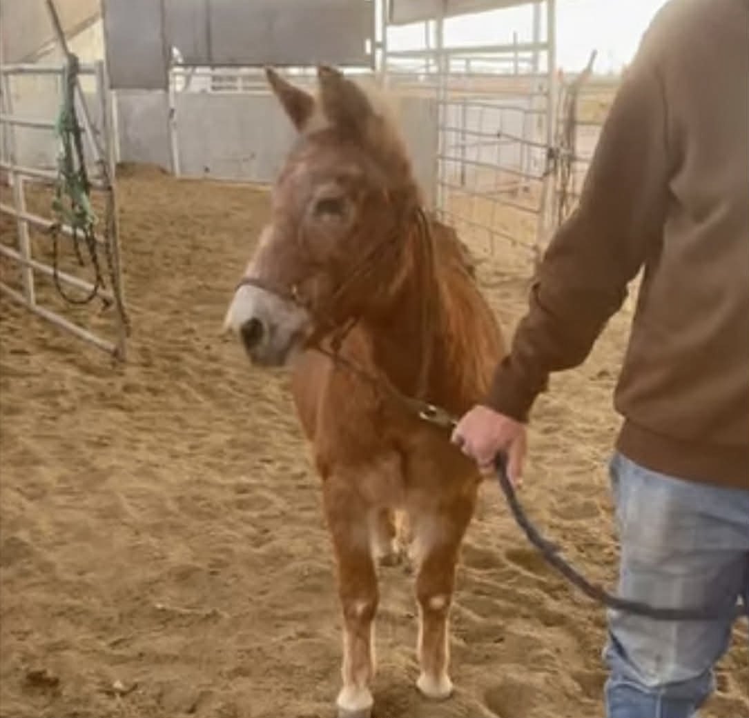 heartandhooves's tweet photo. 🚨🚨🚨TIMMY HAS A DEADLINE TONIGHT!!! HE NEEDS $700 to avoid a horrific fate in Mexico!!! We need all hands on deck today! If you can’t donate please share! All donations are tax deductible 

https://t.co/qpLeRORrn7 https://t.co/D2PpoAK7CO