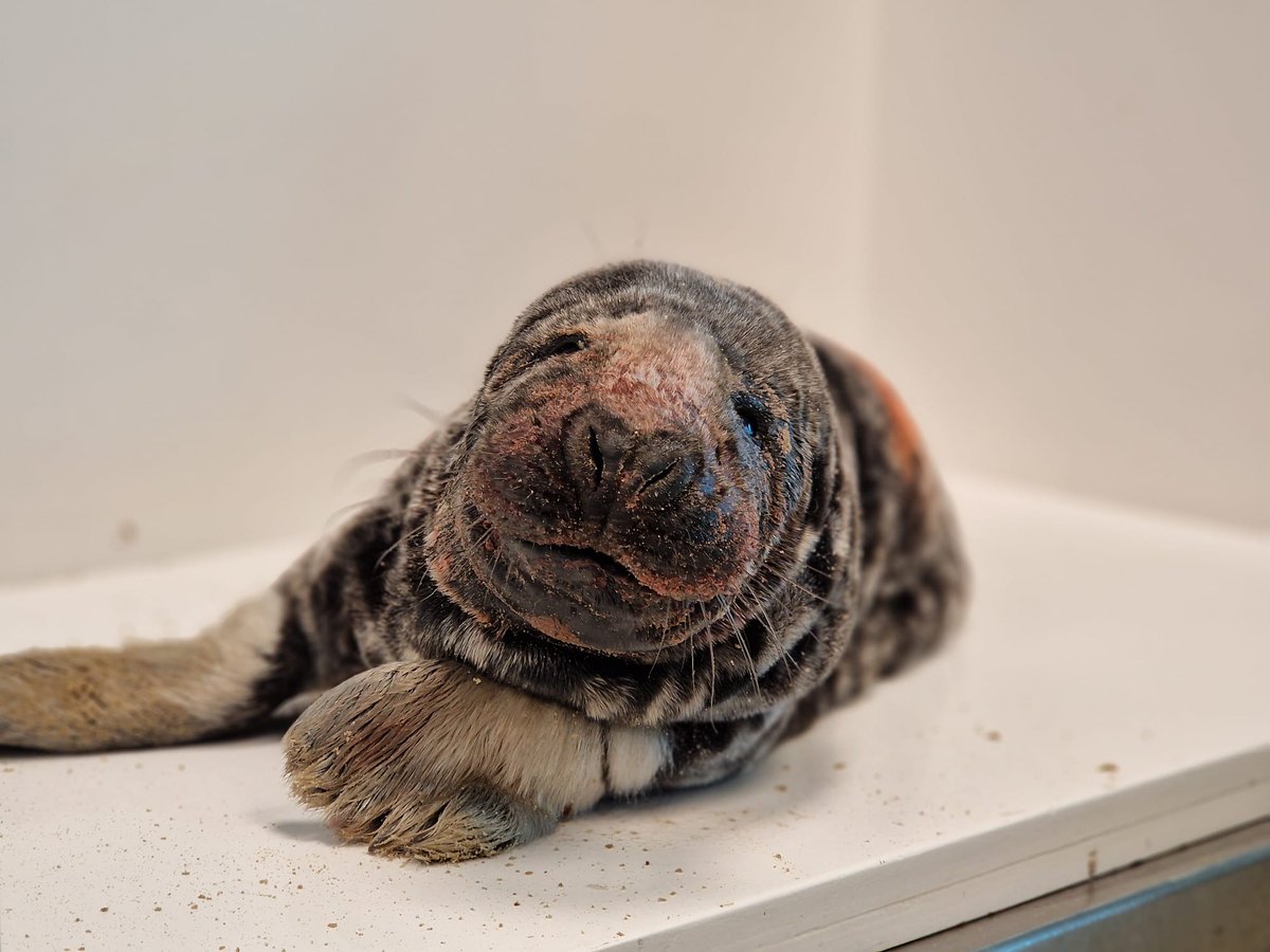 Zeehondencreche's tweet image. Again some very sad news from the seal centre: grey seal pup Moffel passed away this morning. 😭 He had a big wound on his snout when he came in last week and was not doing well the last few days. We are very sorry.

Thanks to everyone who supported and adopted Moffel. 🙏❤️