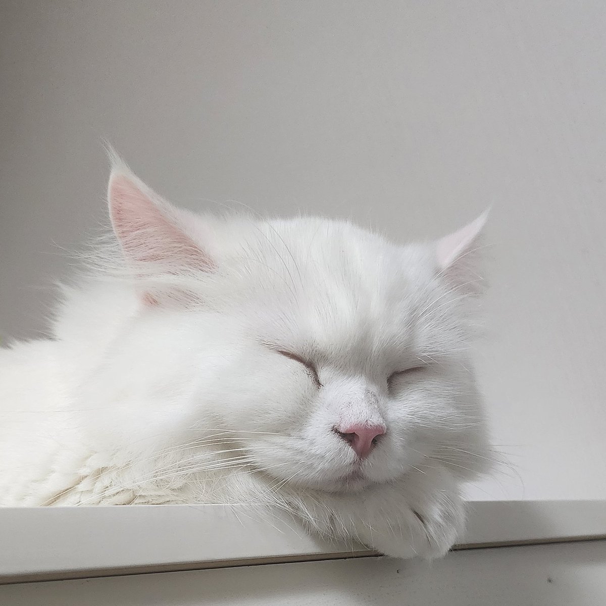 코인구매대행[구글도배,구글찌라시 텔 𝑮𝑺𝑬𝑶8]비트P2P안전거래.ydb