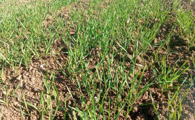 TapNewsAgency's tweet photo. #Tunisia: Farmers in #Jendouba warned of critical shortage of ammonium nitrate fertiliser, threatening wheat &amp; grain output, saying despite encouraging rainfall lack of fertiliser at this early growth stage could jeopardise the entire season &amp; calling for urgent supply. #TAP_En https://t.co/Xjc5Tc1r4U