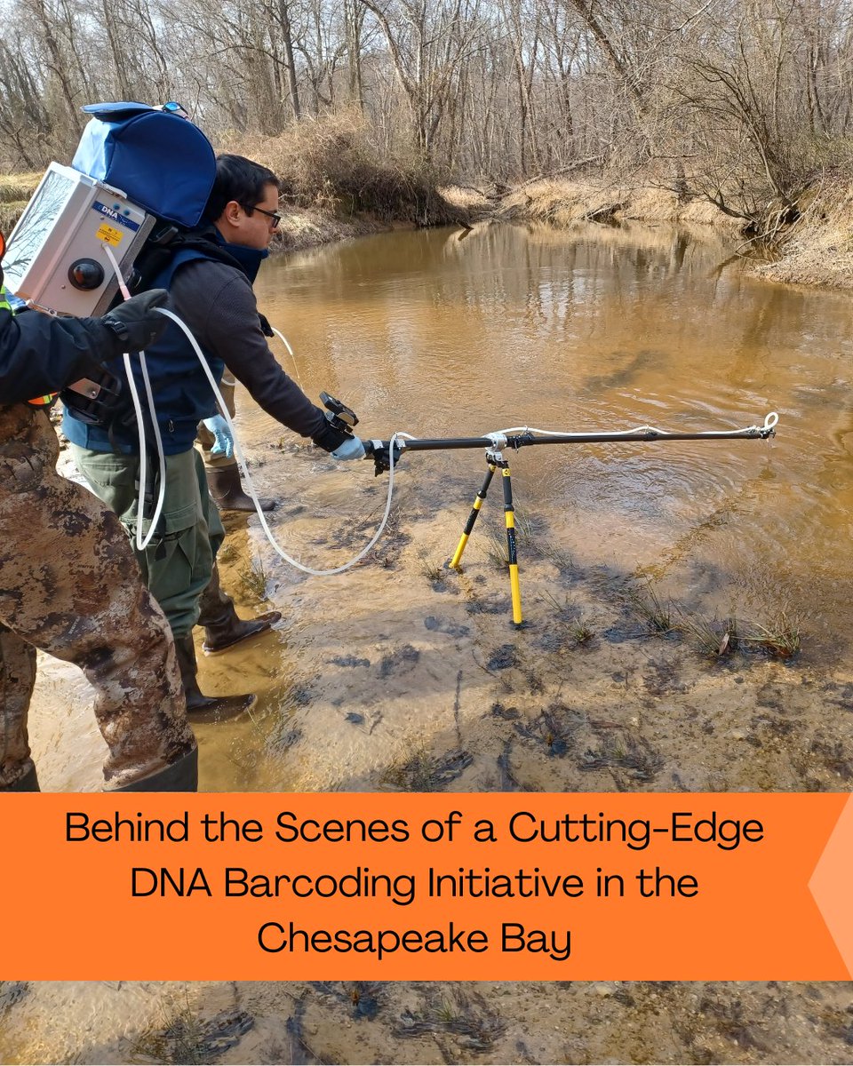 In large ecosystems like the Chesapeake Bay, identifying every species can prove extremely difficult. 

It was this struggle that led the Smithsonian to begin the Chesapeake Bay DNA Barcoding Initiative in 2012.

Learn more ➡️ fishsens.com/chesapeake-bay…

PC: Kimberly Richie