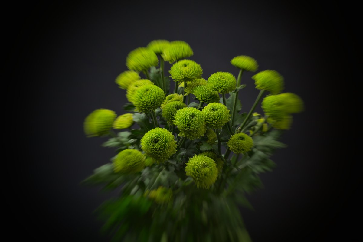 Хризантема Santini Code Green из Голландии. Astra Fund – ваш надёжный поставщик цветов и растений из Голландии.