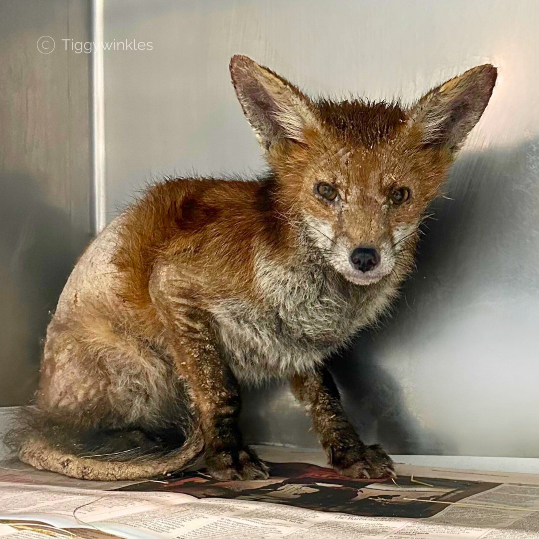 TiggywinklesUK's tweet image. 🔬 Mange Awareness! Affecting foxes, hedgehogs, badgers &amp;amp; more, patchy fur, crusty skin or constant itching can all be signs an animal desperately needs help. If you spot this, please call a wildlife rescue. Early treatment = best chance to recover!💚🌿 
#wildlife #MangeAwareness