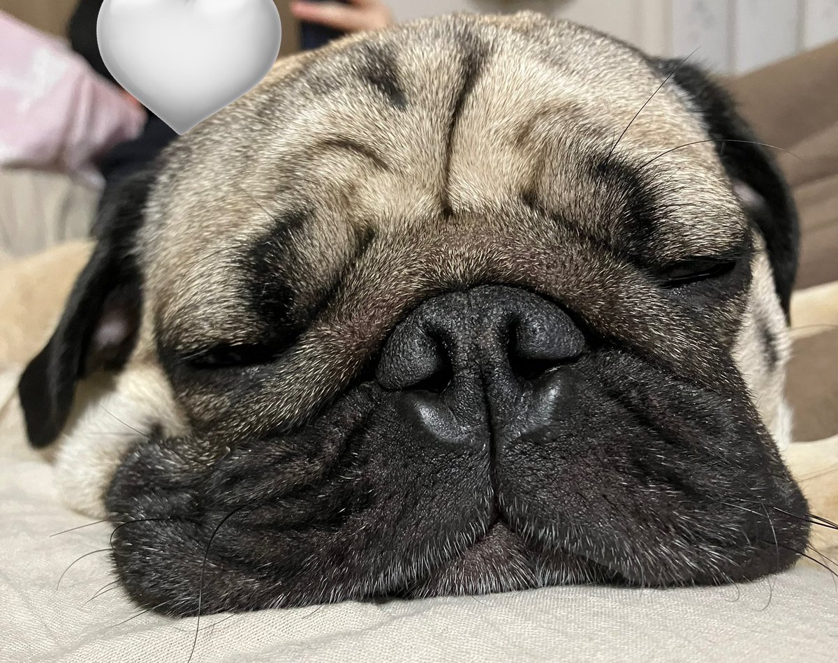 ★パグ子★ページ パグのうーぺー🥕 (@Pug__uuupeee) / Posts / X