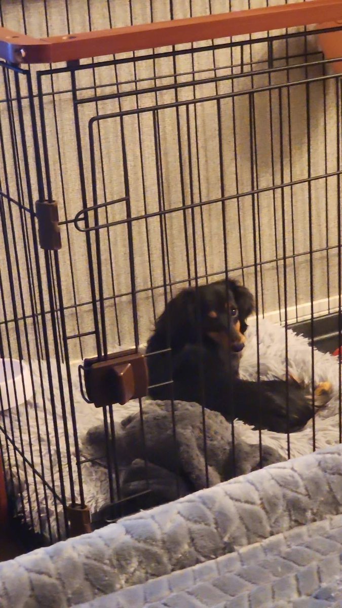 熊本の件で、ボコした側のたつき君の親の経営するブリーダーとして拡散されているワン・パーチェさんは彼らとも半グレ寿とも1ミリも関係ないダックスフンドのブリーダーさん。
嫌がらせが続いていてかなり困っているようなので拡散しないように気をつけてほしい。
デマで荒らされて本当にかわいそう。