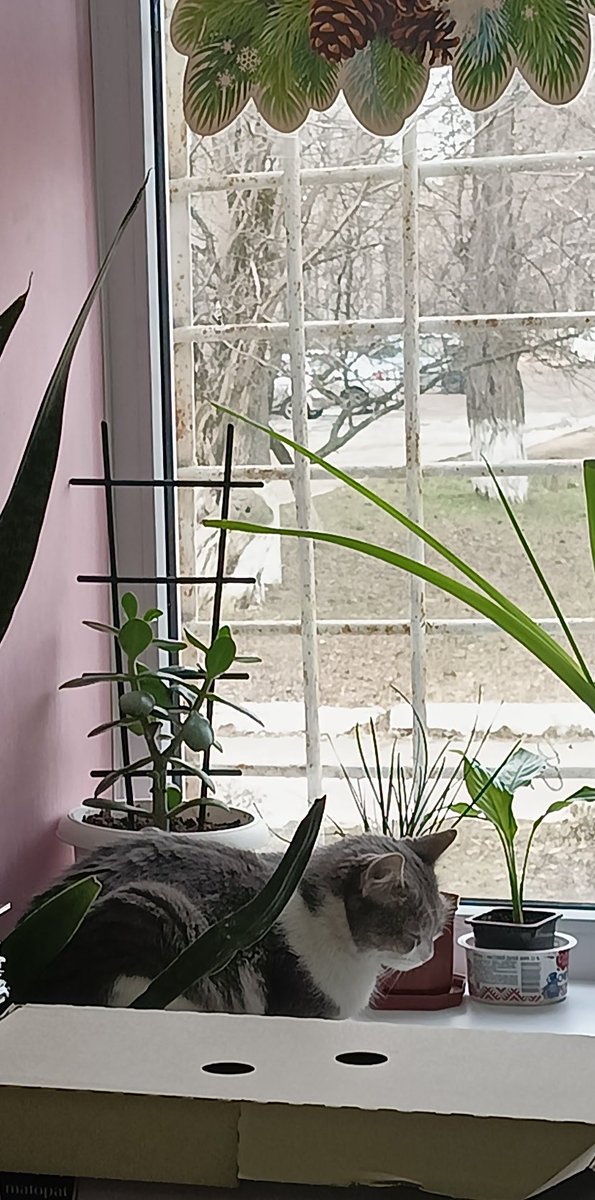 Чтобы разбавить мои сопли чем-то милым - воть коська на окошке