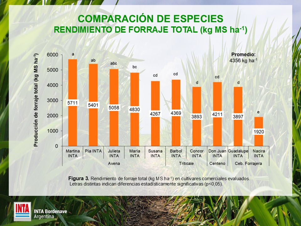 MCorina1985's tweet photo. 2/3📣 Resultados de Verdeos de Invierno para producción de forraje Campaña 2025 🌱🌿🐂 #Verdeos #Avena #Centeno #Triticale #CebadaForrajera @INTABordenave
💻📲Más información: cerda.corina@inta.gob.ar https://t.co/lhsJUG4a0z