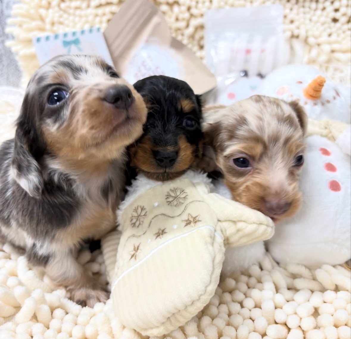 いじめや暴力が許せないのはいいとして、調べる能力もなくリテラシーも低いくせに真贋もわからない情報で無関係のワンコブリーダーに嫌がらせしたり、バカなやつ多すぎなんだよな。
ワンパーチェさんには赤ちゃんだっているのに。