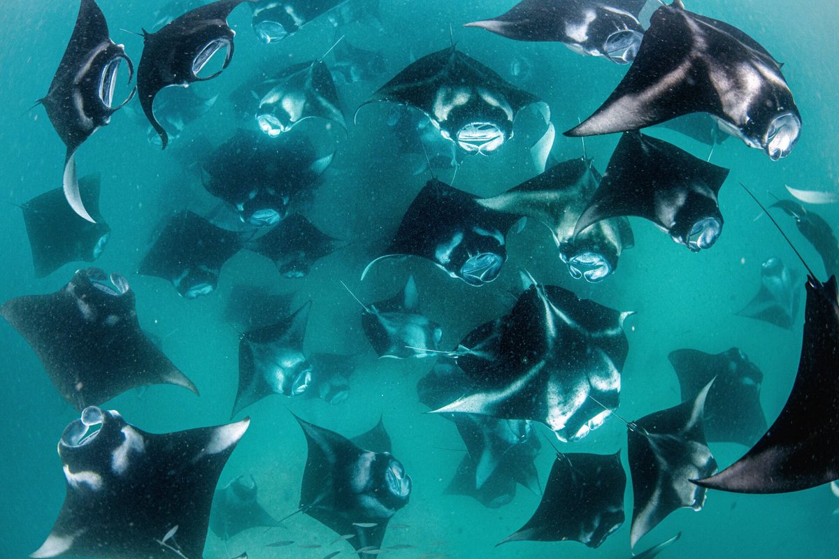 protectedplanet tweet media