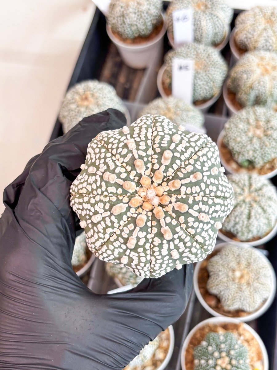 LvJungle's tweet photo. Add a touch of the extraordinary to your plant collection! 🌱✨ 
Introducing the stunning Astrophytum Super Kabuto

#astrophytum #astrophytumasterias https://t.co/V0KwFTCpUS