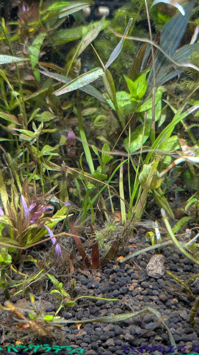 Lock_Shrimp's tweet image. Eriocaulon sp. "八丈島2025.8"
株をいくつか抽出して沈めてみました。
浮力が強いため外葉を何枚かアンカーに。
花芽の付いている株も入れましたが、このまま水中適応出来るのかを検証します。