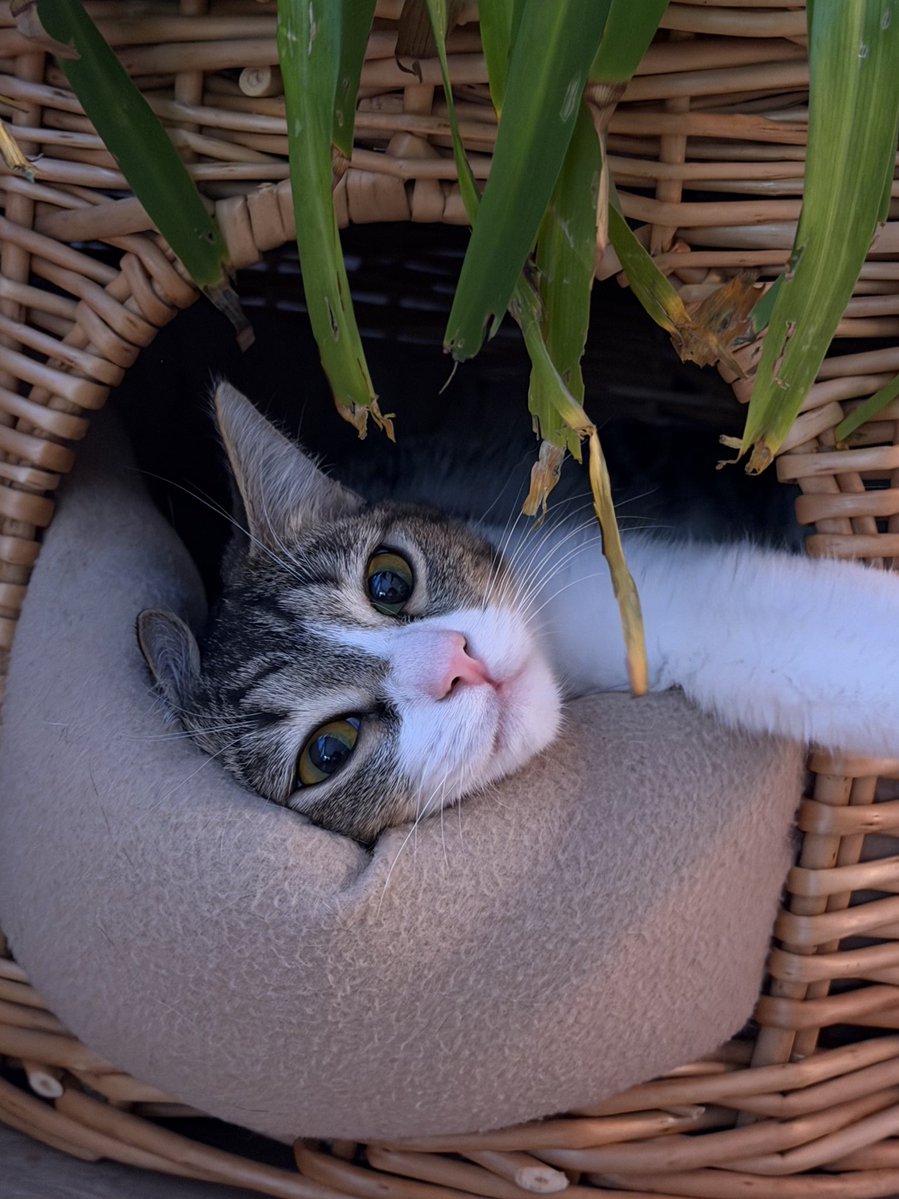 evrlastic's tweet image. не могу 😭😭