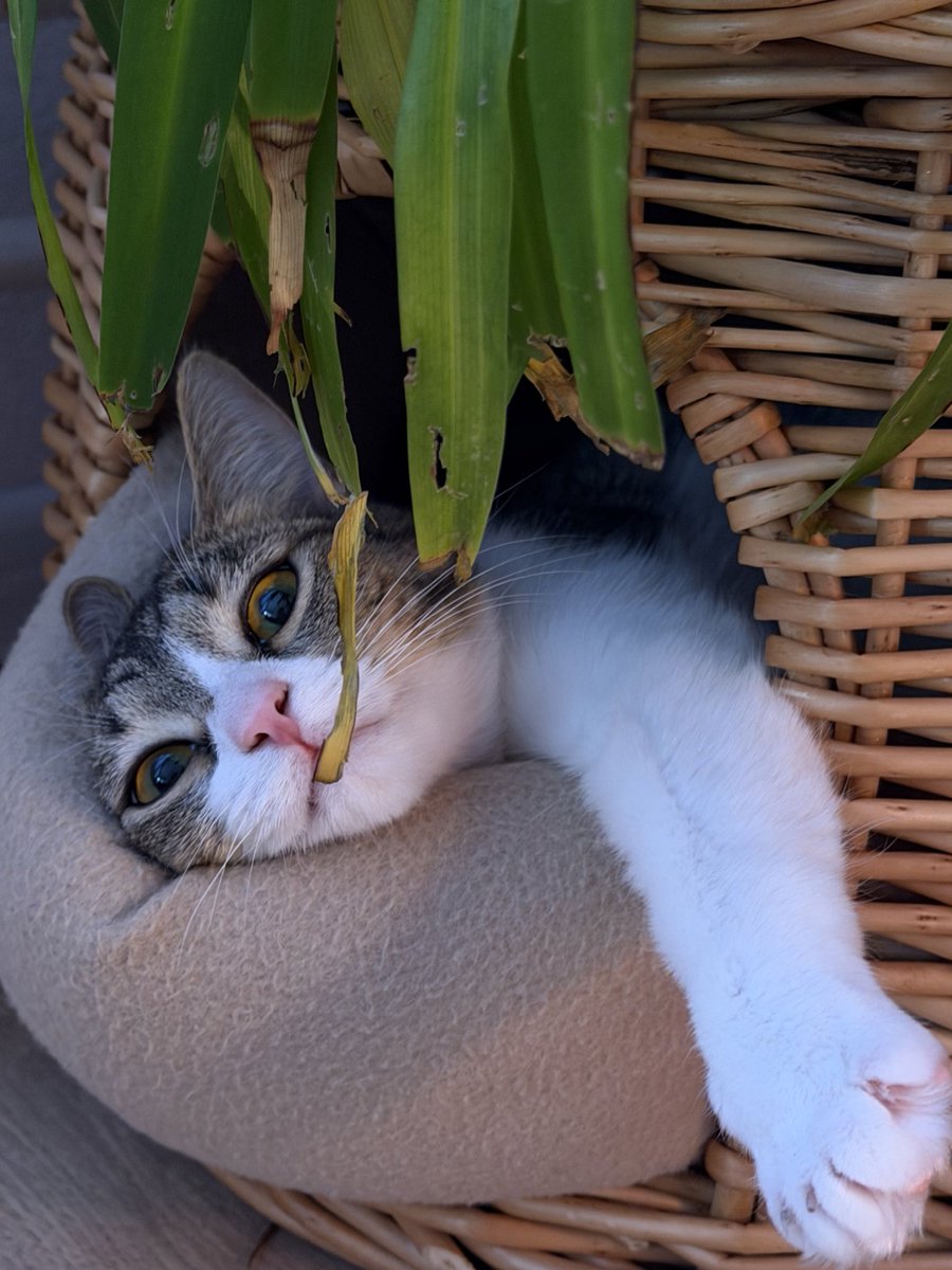 evrlastic's tweet image. не могу 😭😭