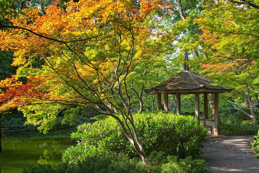 joancarroll's tweet photo. Peaceful Autumn! https://t.co/ucQgax0xk6 #garden #botanicgarden #fortworth #texas #japanese #japanesegarden @joancarroll https://t.co/QBaeP9N9h8
