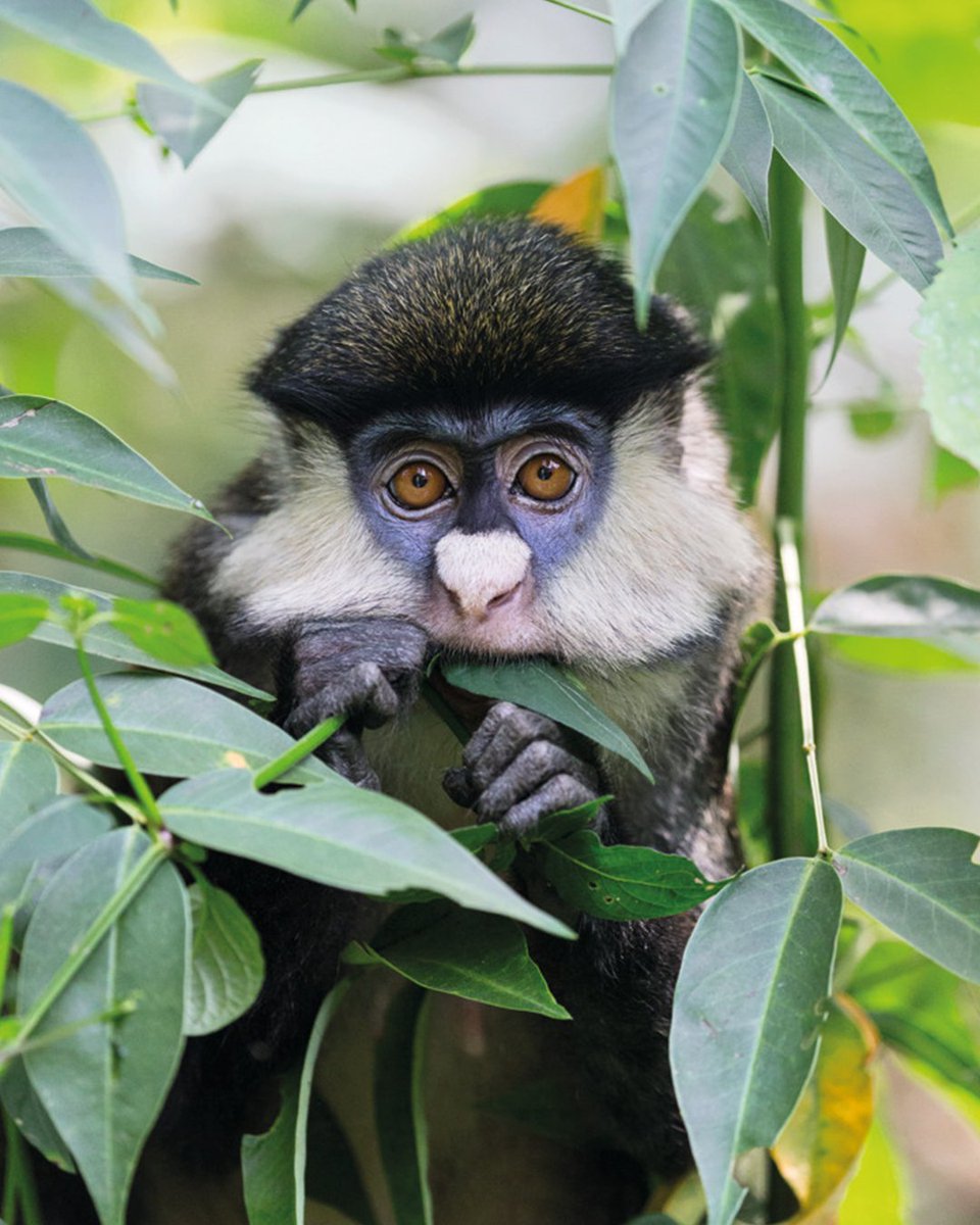 SwarovskiOptik's tweet image. 🌞 Escape the weather and embrace the wild — Uganda’s top wildlife watching destinations await! 🐒🦜🐾
Head to our website and check them out now: swarop.tk/762

🦋 Become #onewithnature with one of our binoculars: swarop.tk/knb

#gobirding #seetheunseen
