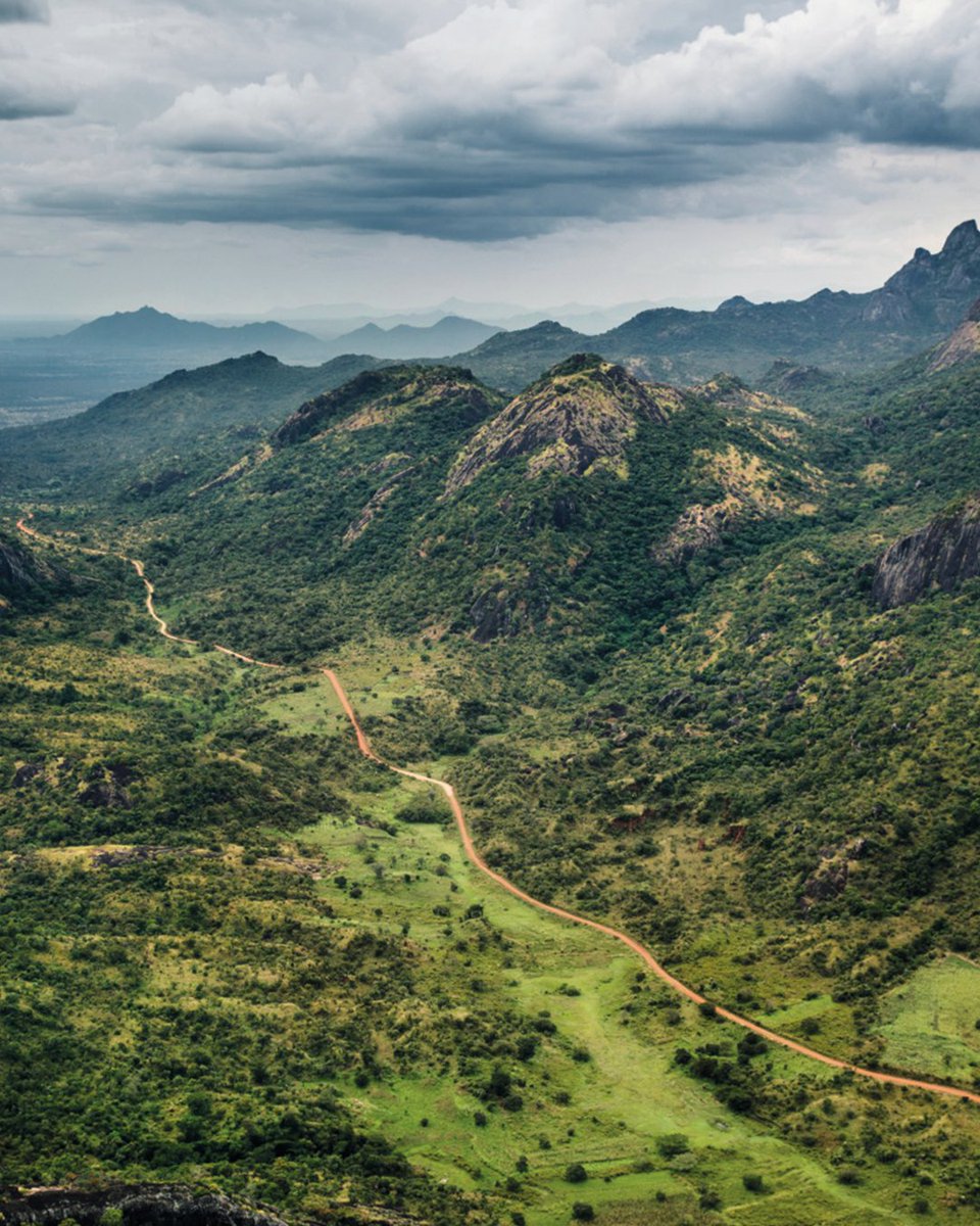 SwarovskiOptik's tweet image. 🌞 Escape the weather and embrace the wild — Uganda’s top wildlife watching destinations await! 🐒🦜🐾
Head to our website and check them out now: swarop.tk/762

🦋 Become #onewithnature with one of our binoculars: swarop.tk/knb

#gobirding #seetheunseen