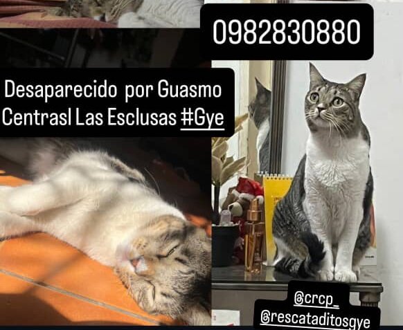 AlertaMePerdi's tweet photo. #PERDIDO #GUAYAQUIL
Nombre: #BARTOLO
Fecha: 10/01/26
Sector: Sur, Coop. Los Cidros Mz. 3
Sexo: Macho
Raza: Mestizo
Obsv.: Lomo romano, pechos y patas blancas, punta de nariz blanca, ojos amarillos verdosos, esterilizado
Contacto: 0982830880
¡Ayúdalo a volver!
#AlertaMePerdí https://t.co/SveZlijMQ1