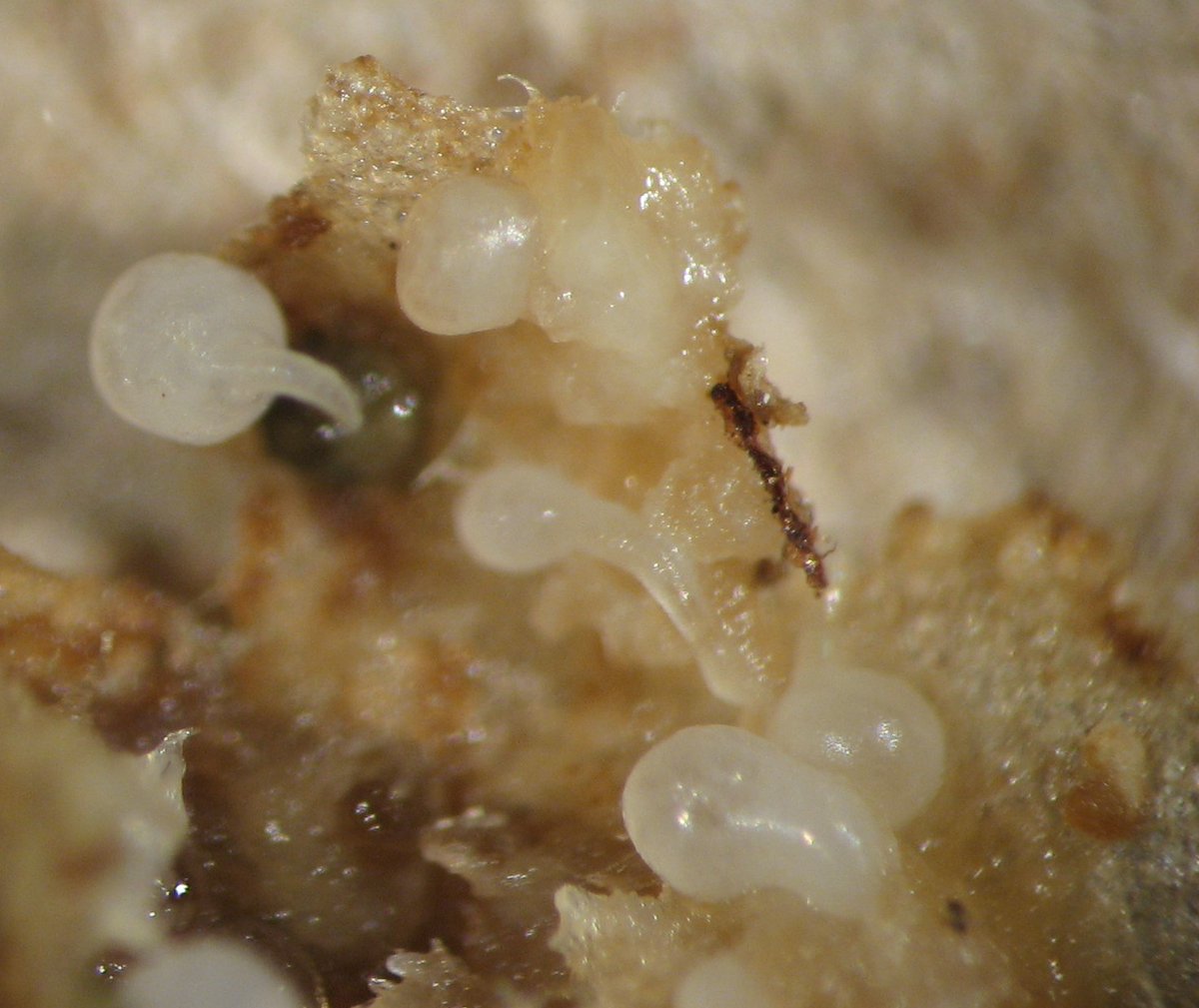 MSU Extension Plant Diagnostic Lab tweet media