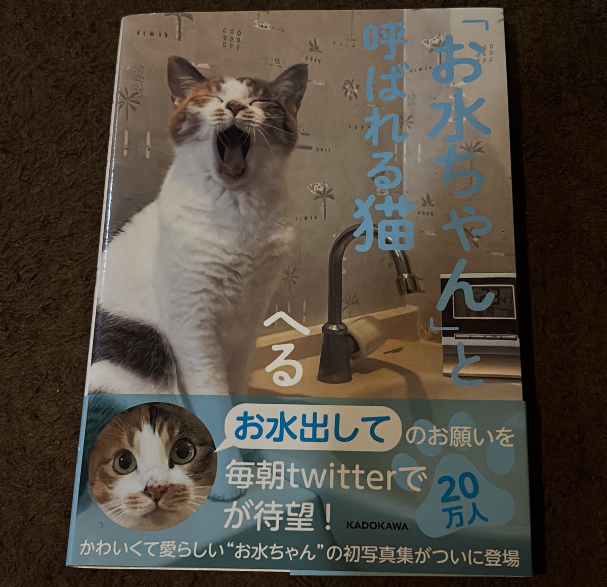 猫さんページ 人気猫アカウント「へる」さんのおみずちゃんが13歳で逝く