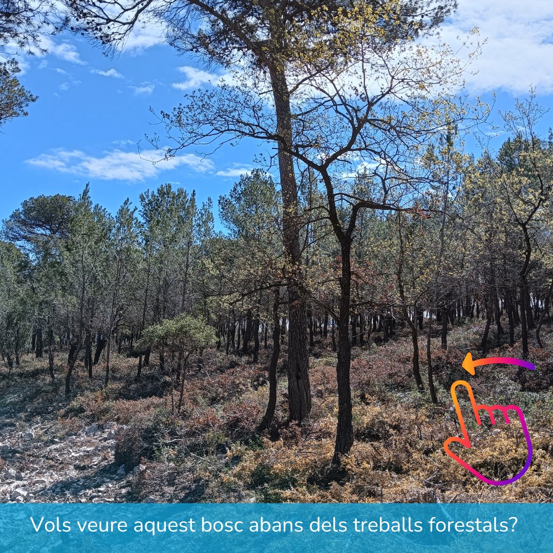 Consorci Forestal tweet media