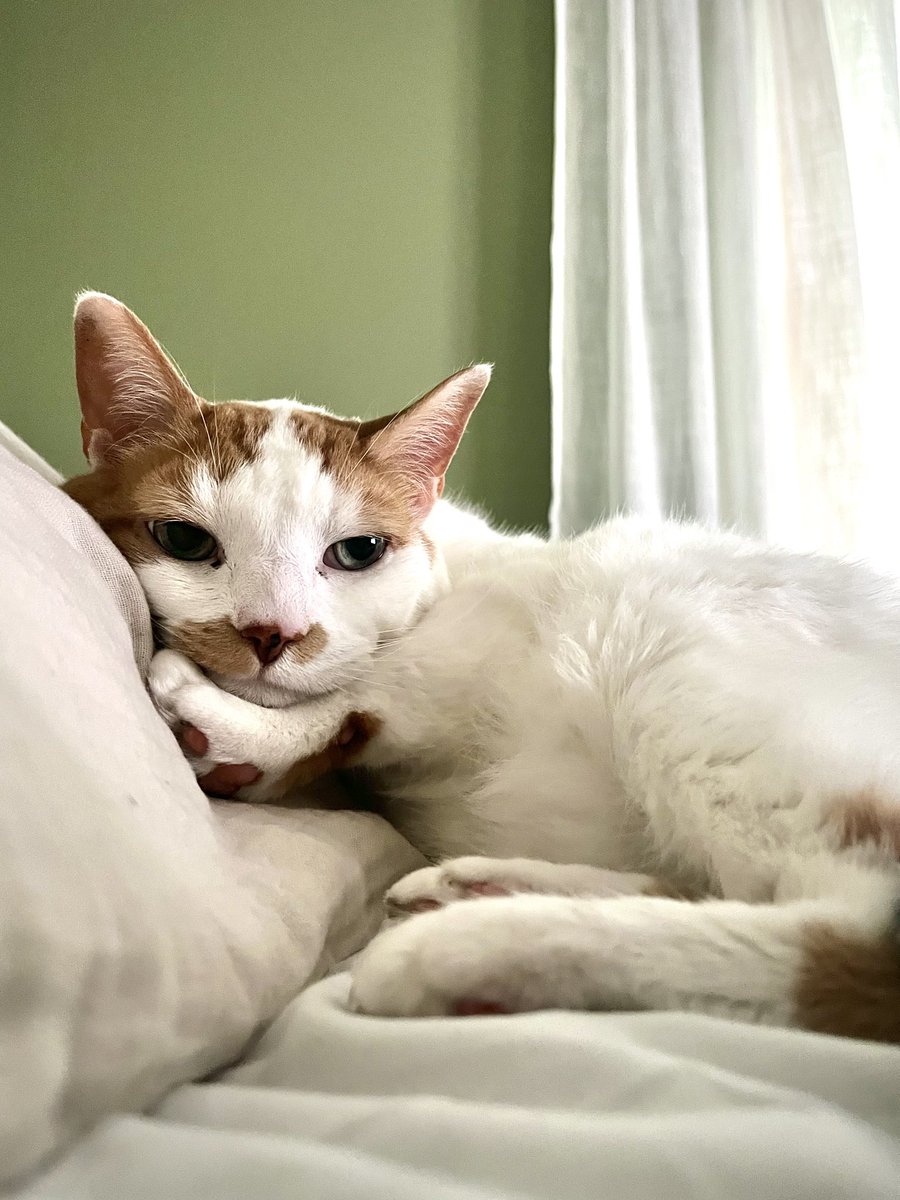 Justin Gottlieb tweet media