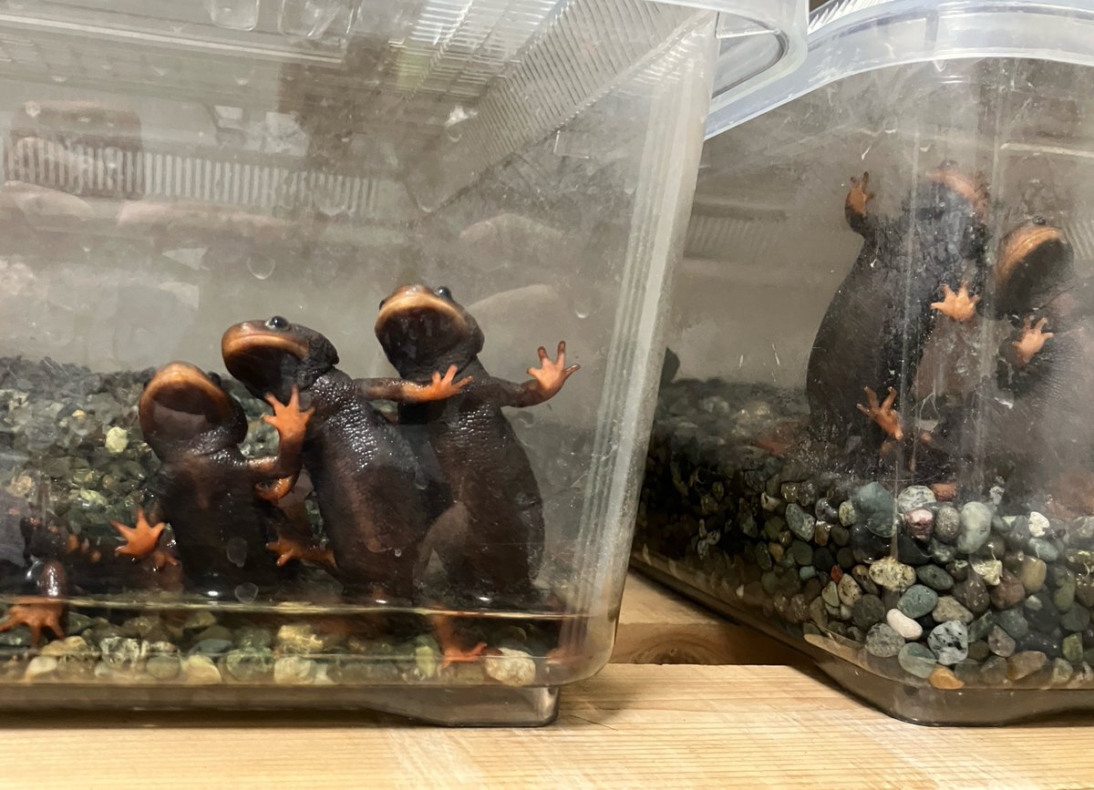 caniggia🇦🇷カニーヒア (@caniggia0707) / Posts / X