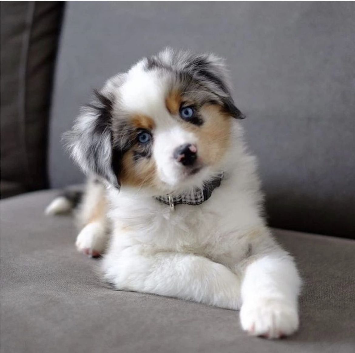 pawtastic79817's tweet image. am i cute 

#australianshephers #aussiedogs #doglife #BTSARMY #BTSComeback2026  #csm226