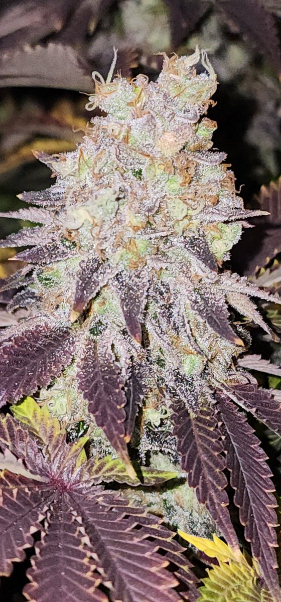 This run of @seedsmanseeds  Ltd. Edition Tangie Cookies has been beyond epic. The smell, trichome production and the fade all exceeded my expectations. This is one strain I would absolutely grow again. #growyourown