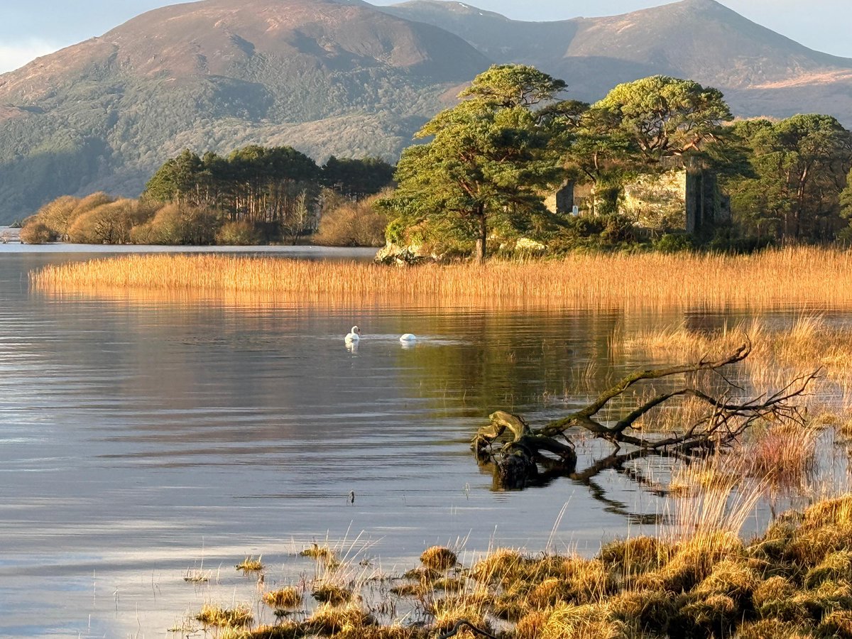 Lake Hotel tweet media