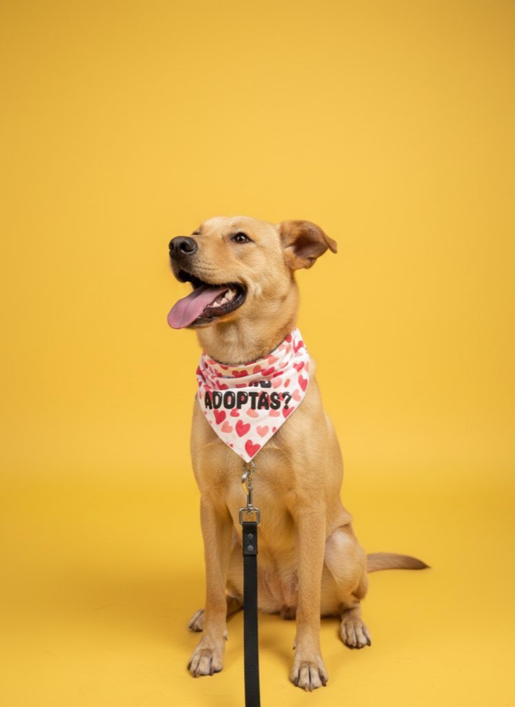 Mimi lleva esperando muchísimo tiempo por una familia. 🥺

La echaron de su casa cuando creció. Llegó con nosotros y desde entonces nadie ha preguntado por ella.

La verdad no entendemos por qué… no es negrita, no es de tamaño grande, ya no es miedosa, no es viejita. Tiene todo