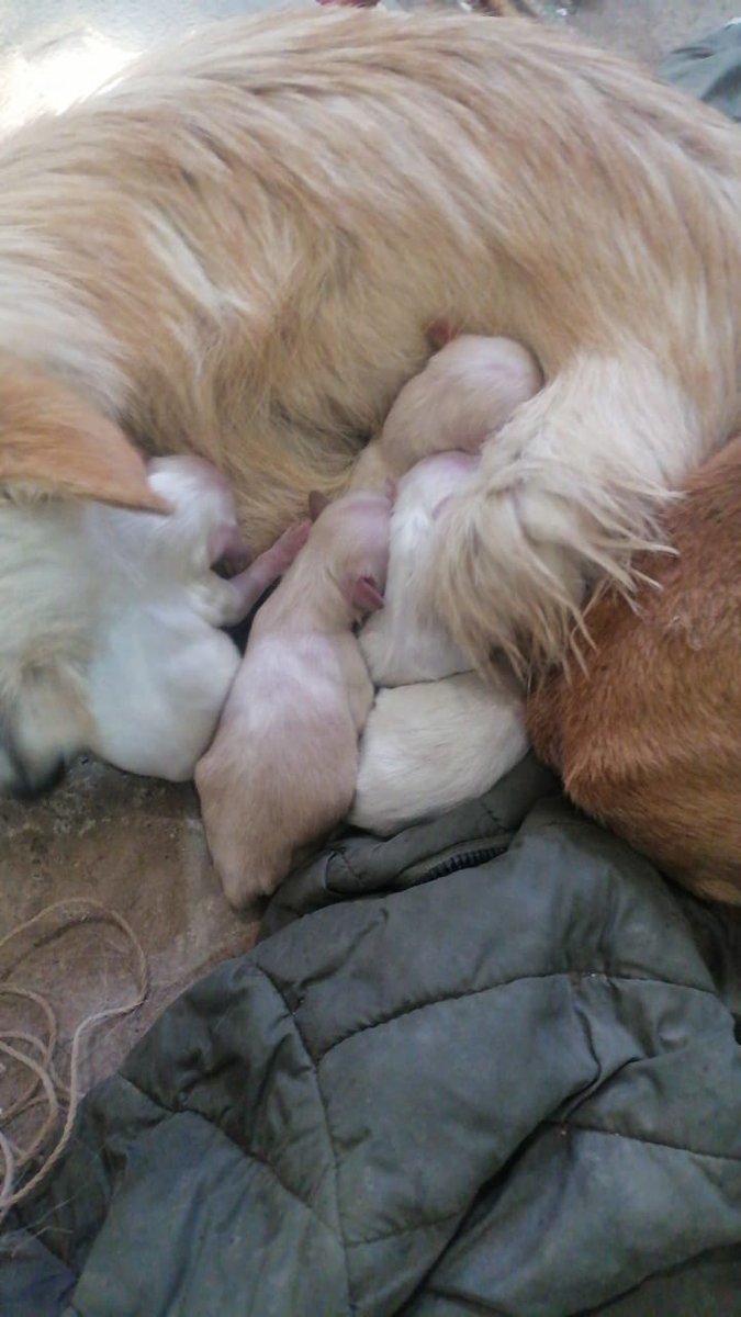 Dio a luz apenas hace unas horas le brindaron resguardo momentáneo si este fin de semana no encuentran un hogar temporal las van a sacar nuevamente a la calle apelo a algún buen corazón que quiera brindarles resguardo se encuentran en el Estado de México por favor Ayuda 😔 Rt