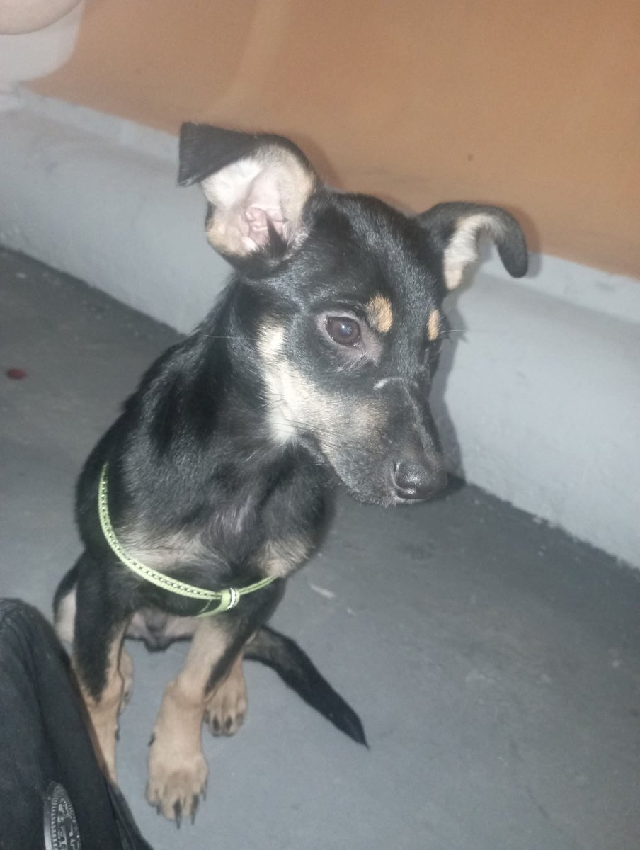 PerroUsuario's tweet photo. Reportan a este perrito que puede estar perdido o abandonado en la plaza de la Pastora. Caracas. Sin número de contacto. Difundimos https://t.co/TCFr6XI1Ib