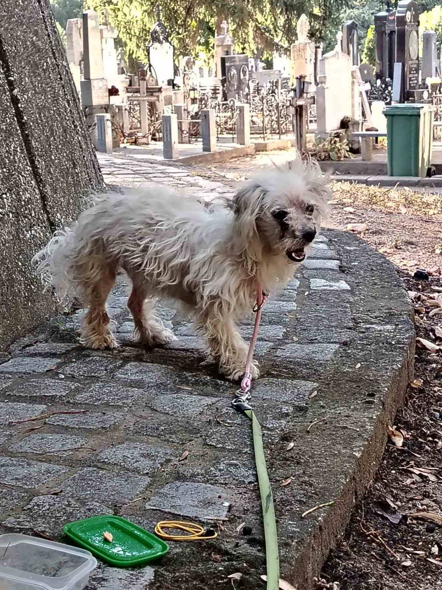 🩵🐾Aj da objavim najnoviju vest pa da se sklanjam i smirim pse jer je poceo rat sa petardama 🙆🏿Ovo je pas kojeg sam 4 dana pokusavala da navatam pre 4 meseca 🥺Korak po korak ,dosta strpljenja malkice me izujedala (oziljci ostali )ali sam uspela 💪🏿🐾