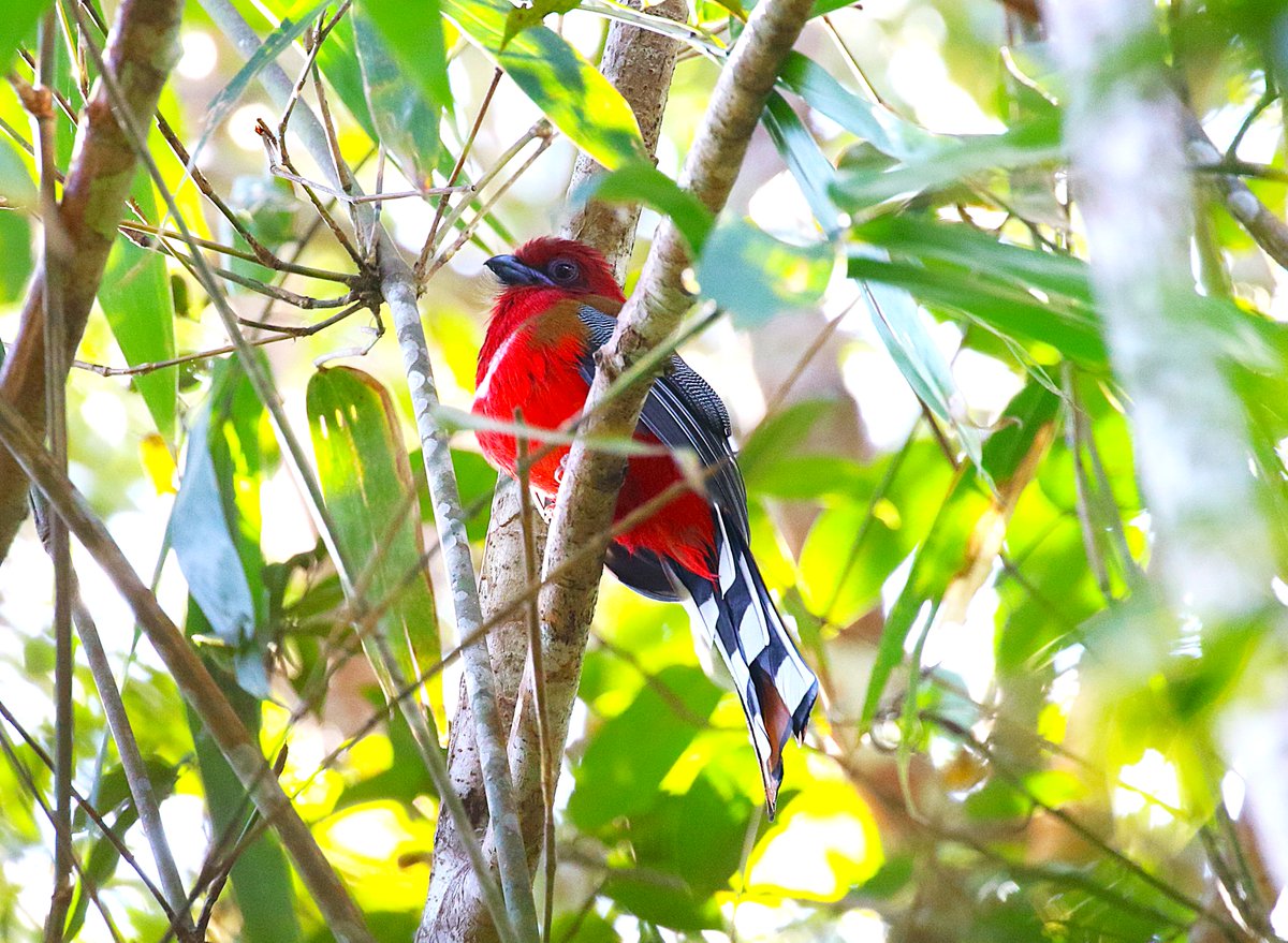 sean clancy tweet media