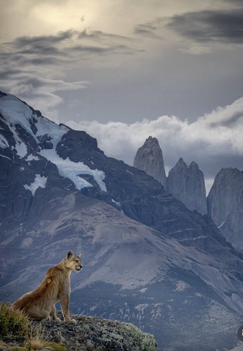 DefendamsChiloe's tweet image. Ha partido la Puma Rupestre. Símbolo del parque Torres del Paine.

Ayer todavía estaba ahí, recostada bajo árboles , con esa mirada profunda que parecía contener todos los inviernos de la Patagonia. 

Hoy el viento sopló más helado y ya no respondió.

En un momento se desplomó,…
