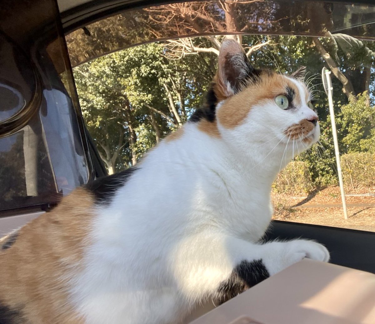 にゃんころもち (@sakura_nyancolo) / Posts / X