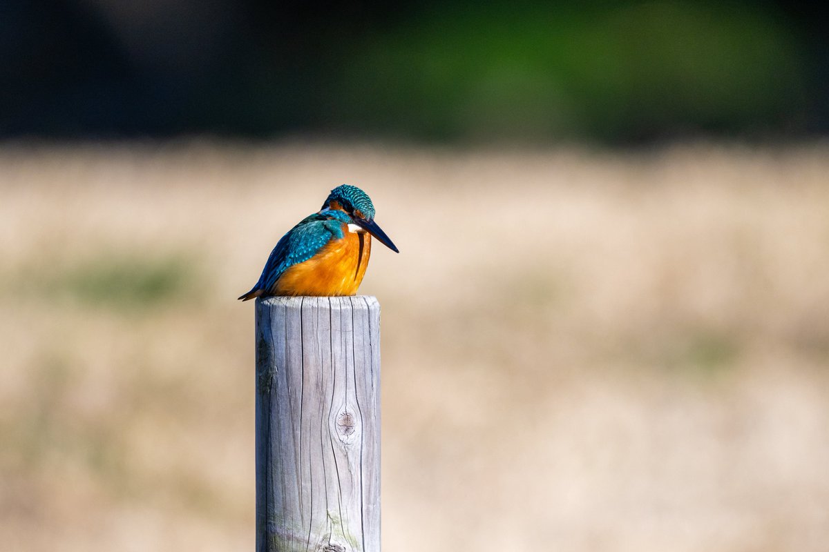 青いお餅いました‼️