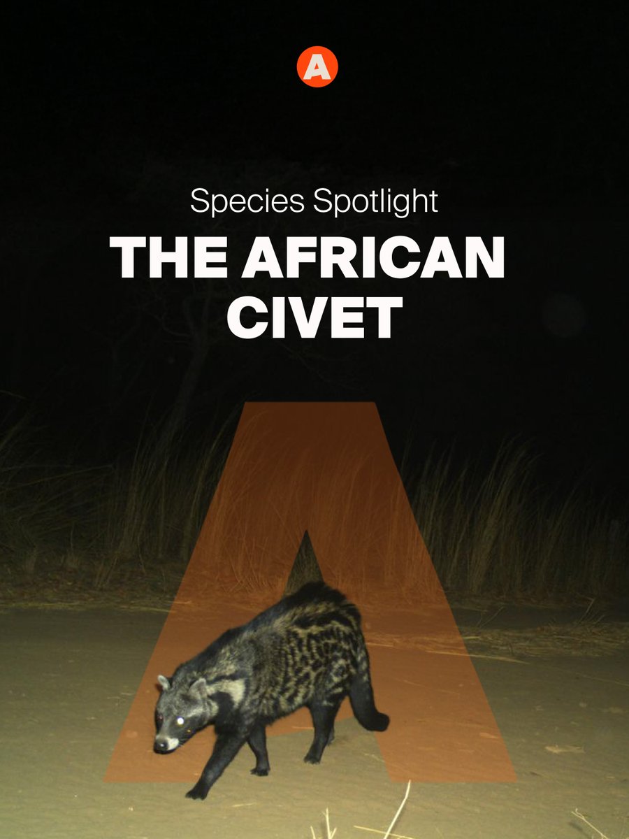 Akashinga tweet media