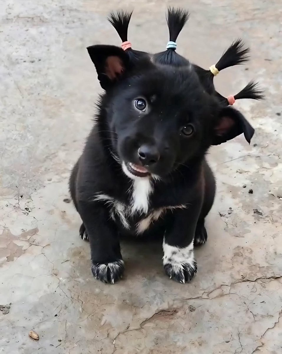 Puppies 🐶 tweet media