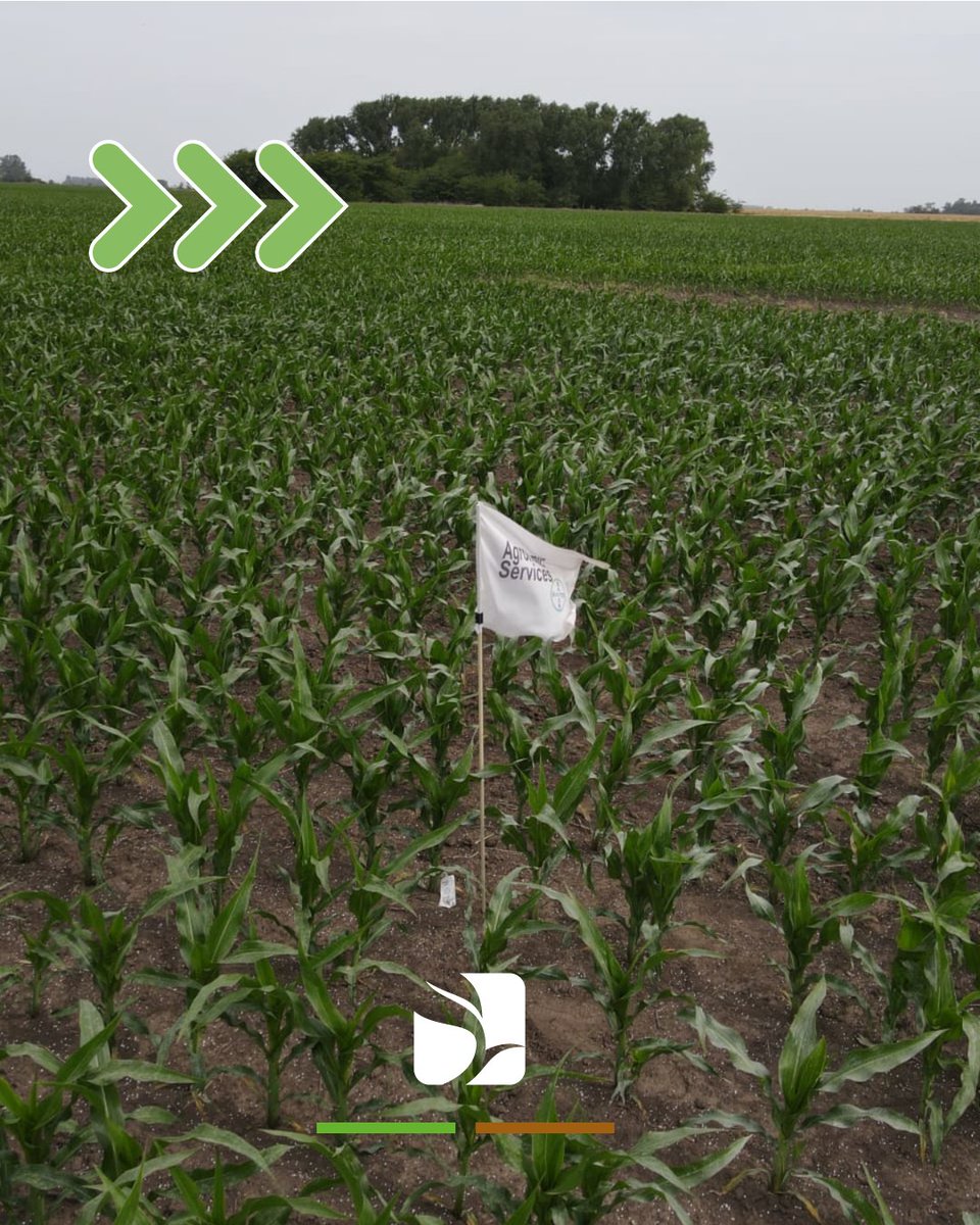 monchoehijos's tweet image. 🌽 Visitamos nuestro ensayo de Maíz 𝗣𝗥𝗘𝗖𝗘𝗢𝗡® de 𝐁𝐚𝐲𝐞𝐫, un sistema innovador que va mucho más allá del concepto de “maíz de baja estatura”.
.
#PRECEON #MaízPreceon #MonchoMásCerca #MaízBajaEstatura #BayerAgro