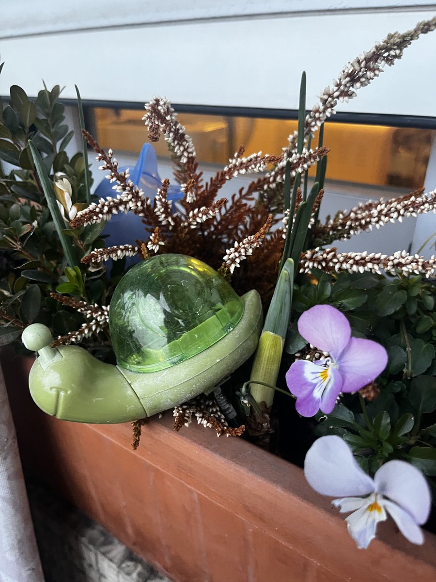 Fanfan121121's tweet image. Fleurs d’hiver du balcon. 
Narcisses, pensées, jonquilles et bruyères. 🙋‍♀️💋