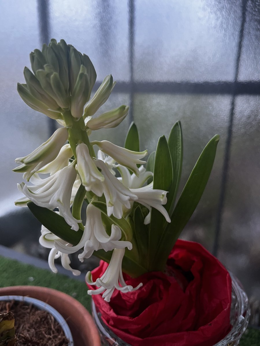 Fanfan121121's tweet image. Fleurs d’hiver du balcon. 
Narcisses, pensées, jonquilles et bruyères. 🙋‍♀️💋
