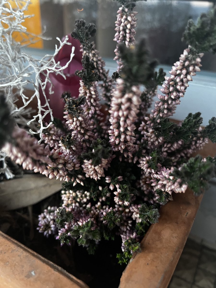 Fanfan121121's tweet image. Fleurs d’hiver du balcon. 
Narcisses, pensées, jonquilles et bruyères. 🙋‍♀️💋